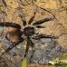 tarantula_la_h_0520_ecu1253.jpg